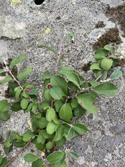 Entire-leaved Cotoneaster (Cotoneaster integerrimus)