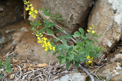 Thermopsis gracilis