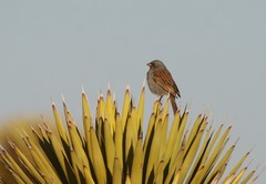 Spizella atrogularis