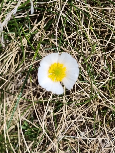 Image of Ranunculus pyrenaeus by (c) Ian Wright, some rights reserved (CC BY)