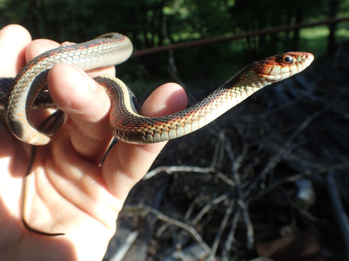 iNaturalist observation photo of Common Garter Snake