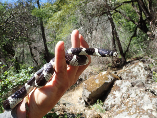 iNaturalist observation photo of California King Snake
