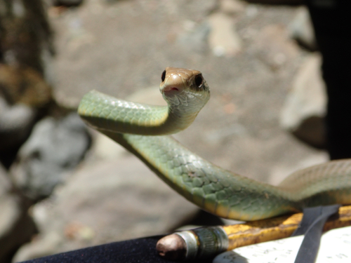 iNaturalist observation photo of Western Yellow-bellied Racer