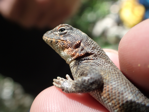 iNaturalist observation photo of Common Sagebrush Lizard