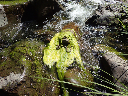 iNaturalist observation photo of Aquatic Garter Snake