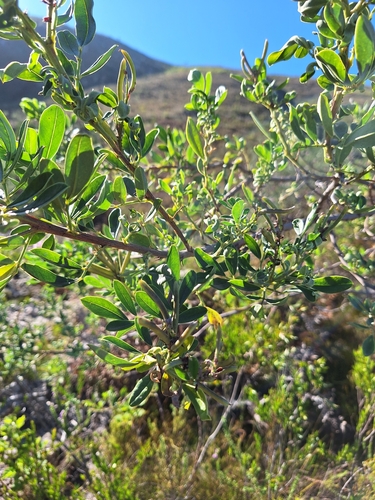 Image of Indigofera cytisoides by (c) Adele SL, some rights reserved (CC BY)