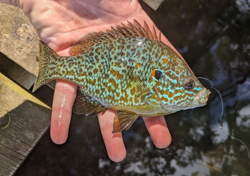 Pumpkinseed