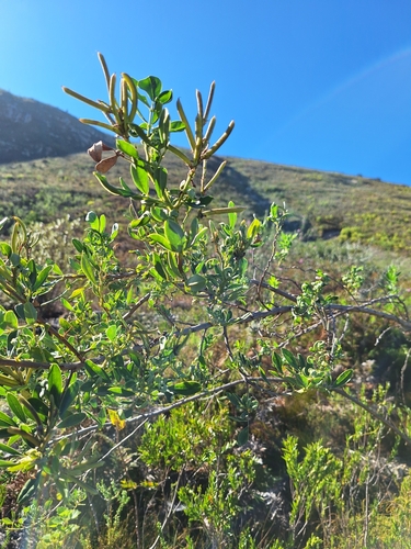 Image of Indigofera cytisoides by (c) Adele SL, some rights reserved (CC BY)