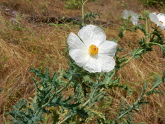 Argemone albiflora texana