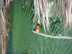 Chloroceryle aenea image