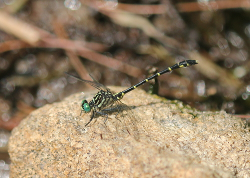 Eastern Least Clubtail photo 3