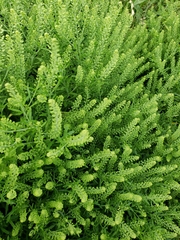 Lepidium virginicum