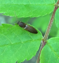 Dolerosomus silaceus