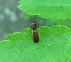 Dolerosomus silaceus