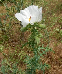 Argemone albiflora texana
