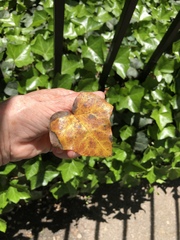 Xanthomonas campestris hederae