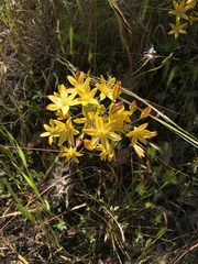 Triteleia ixioides ixioides