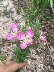 Oenothera canescens