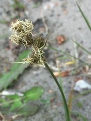 Carex arenaria