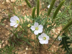 Linum pratense