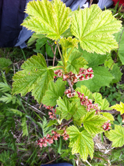 Ribes petraeum