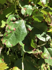 Phyllosticta ampelicida