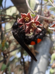 Pygodasis ephippium ephippium