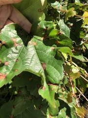 Phyllosticta ampelicida