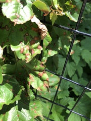 Phyllosticta ampelicida