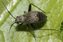 Orthocephalus saltator