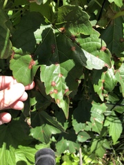 Phyllosticta ampelicida