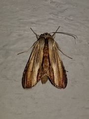 Cucullia convexipennis