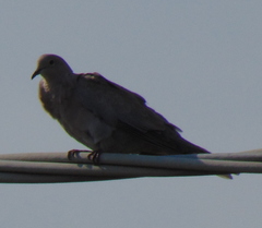 Streptopelia decaocto