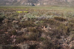 Willdenowia arescens