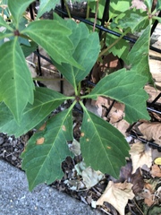 Phyllosticta quinquefoliae