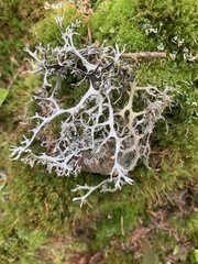 Pseudevernia consocians