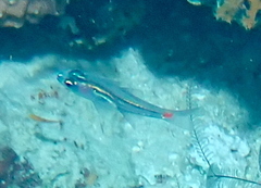 Ostorhinchus parvulus