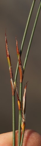 Image of Willdenowia arescens by (c) Tony Rebelo, some rights reserved (CC BY-SA)