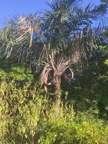 Foto de Licuri ou Ouricuri