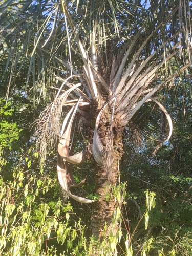 Foto de Licuri ou Ouricuri