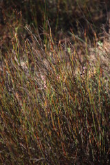 Willdenowia arescens