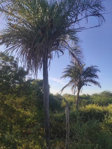 Foto de Licuri ou Ouricuri