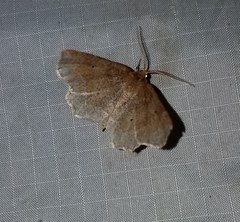 Metarranthis indeclinata