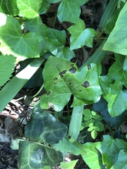 Xanthomonas campestris hederae