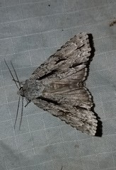 Acronicta lobeliae