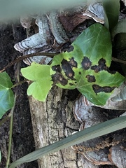 Xanthomonas campestris hederae