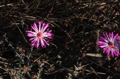 Lampranthus spiniformis