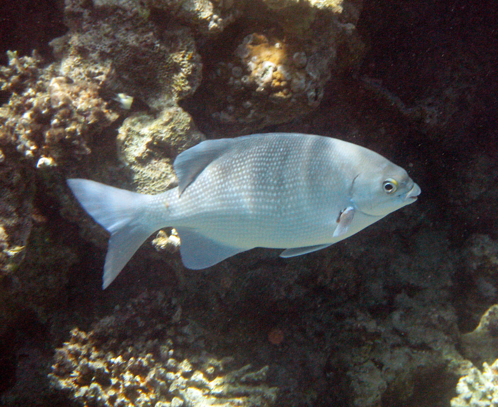 Blue Sea Chub