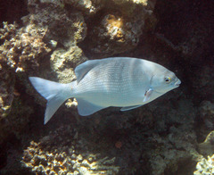 Blue Sea Chub photo 1