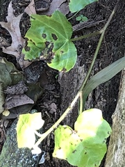 Xanthomonas campestris hederae